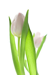 Image showing tulips