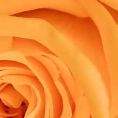 Image showing orange rose close up