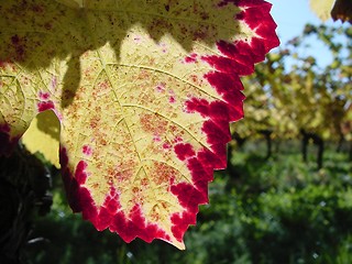 Image showing Early autumn vine taste and colour