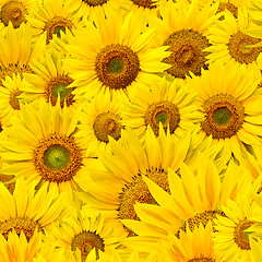Image showing sunflower background