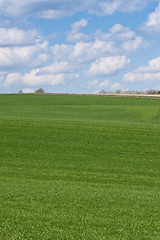 Image showing green field