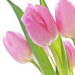 Image showing pink tulips