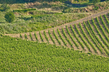 Image showing Typical Tuscan landscape