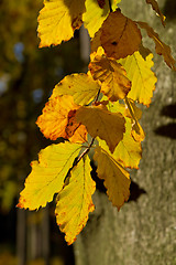 Image showing autumn foliage