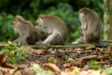 Image showing Monkey (Macaca fascicularis)