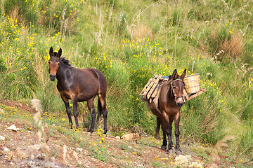 Image showing Mule in bushes