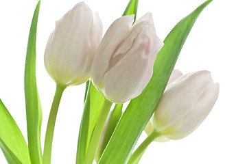 Image showing tulips