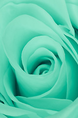 Image showing green rose close up