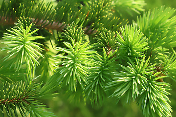 Image showing Branch of a coniferous tree