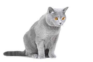 Image showing young British blue cat sitting on isolated white