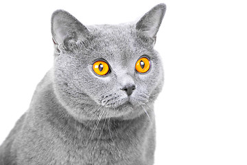 Image showing muzzle of young British blue cat on isolated white