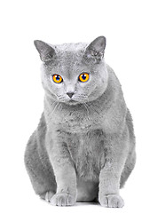 Image showing young British blue cat sitting on isolated white