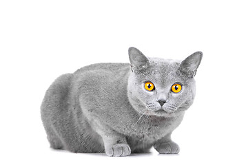 Image showing young British blue cat sitting on isolated white