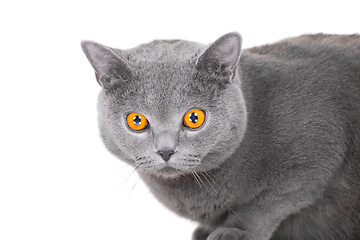 Image showing young British blue cat sitting on isolated white