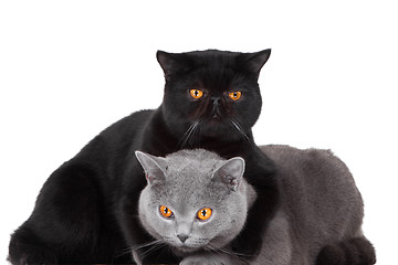 Image showing British blue and Black Persian cats playing on isolated white