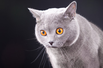 Image showing beautiful young British blue cat on black