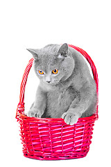 Image showing British blue cat sitting in pink basket on isolated white