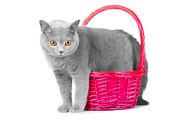 Image showing British blue cat standing near pink basket on isolated white