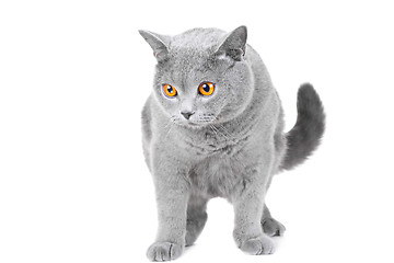 Image showing young British blue cat sitting on isolated white