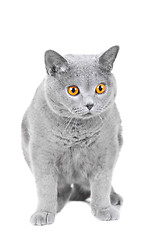 Image showing young British blue cat sitting on isolated white