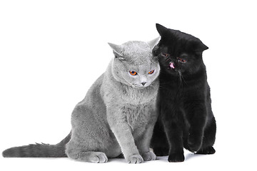 Image showing British blue and Black Persian cats playing on isolated white