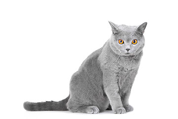 Image showing young British blue cat sitting on isolated white