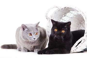 Image showing British blue and Black Persian cats playing on isolated white