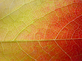 Image showing Background leaf in green, yellow and red