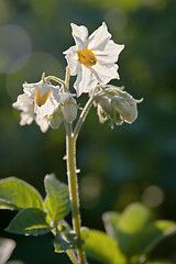 Image showing potato blossom