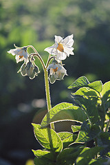 Image showing potato blossom