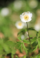 Image showing White anemone in the forrest