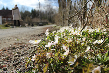 Image showing White anemone by the road.