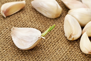 Image showing garlic cloves