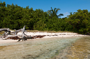 Image showing Driftwood at the beach