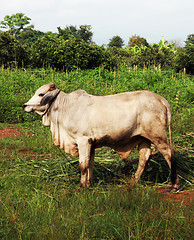 Image showing Cow