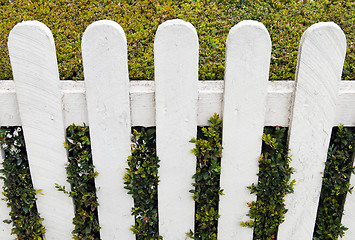 Image showing Fence with hedge