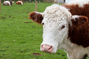 Image showing Cow