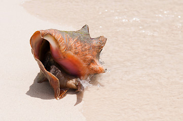 Image showing Seashell at the beach