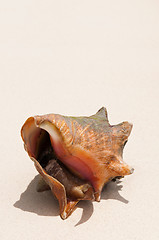 Image showing Seashell at the beach