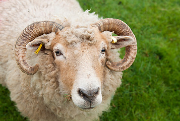 Image showing Sheep with horns