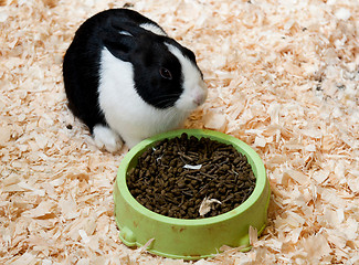 Image showing Dutch rabbit