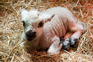 Image showing Newborn lamb