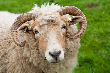 Image showing Sheep with horns