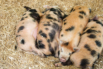 Image showing Baby pigs