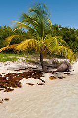 Image showing Palm tree