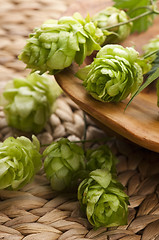 Image showing Hop cone and leaves