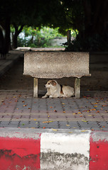 Image showing Dog under a bench