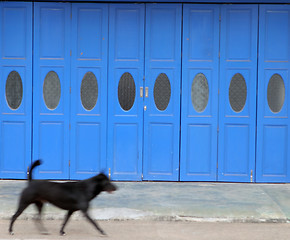 Image showing Dog on the run - blurred