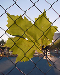 Image showing Leaf under net