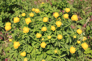 Image showing Globeflower